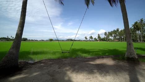 Swing-is-move-at-coconut-plantation.